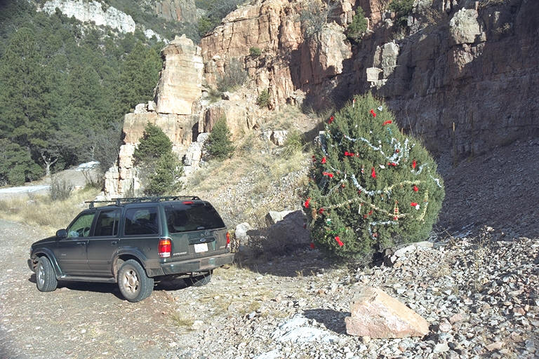 Roadside Xmas Tree