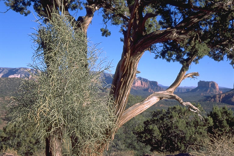Sedona Tree