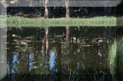 Sierra Pond