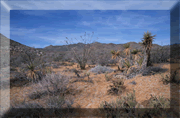 In search of wildflowers in Anza-Borrego