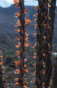 Ocotillo