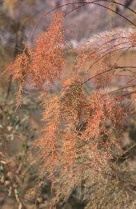 Fiery Tamarisk
