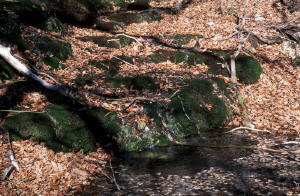 Along the trail to Smith Spring