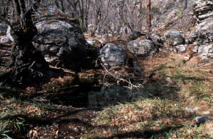 Smith Spring