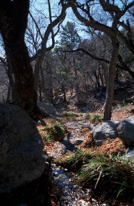 Smith Spring Trail