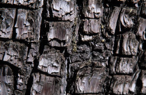 Golden bead of sap