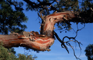 Madrone tree bark