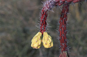 Yellow tips on cholla cactus