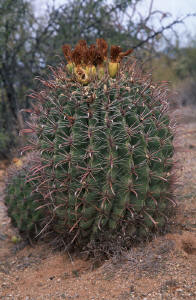 Barrel cactus