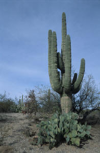 Saguaro cactus
