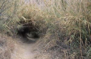 "Tunnel" on the way to Boquillas Canyon