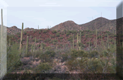 Saguaro NP