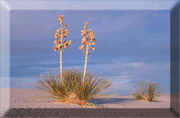White Sands NM