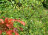 NY Fall Colors.jpg (185655 bytes)