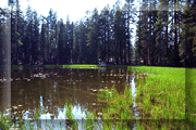 Sierra Pond