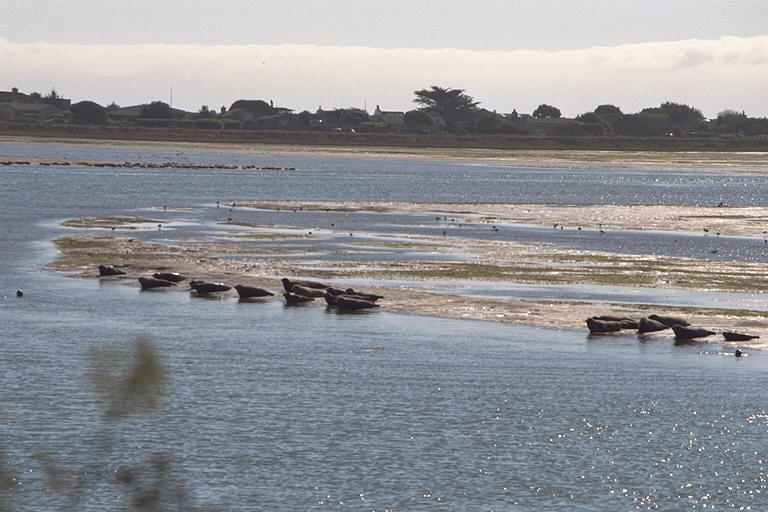 Basking Seals