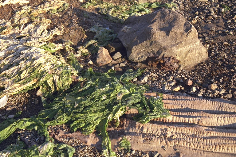 Lagoon Flotsam