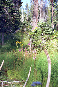 Looking Up the Hill