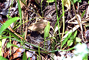 Frog!