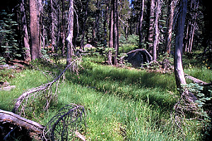 Meadow