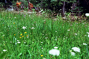 Flowery Meadow