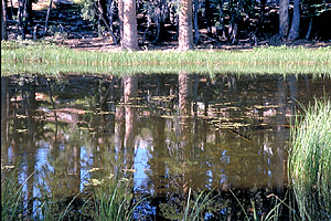 Reflections