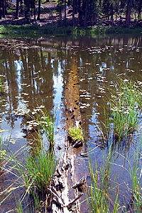 Submerged Log