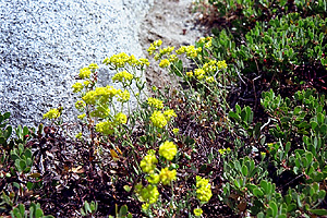 Yellow Flowers