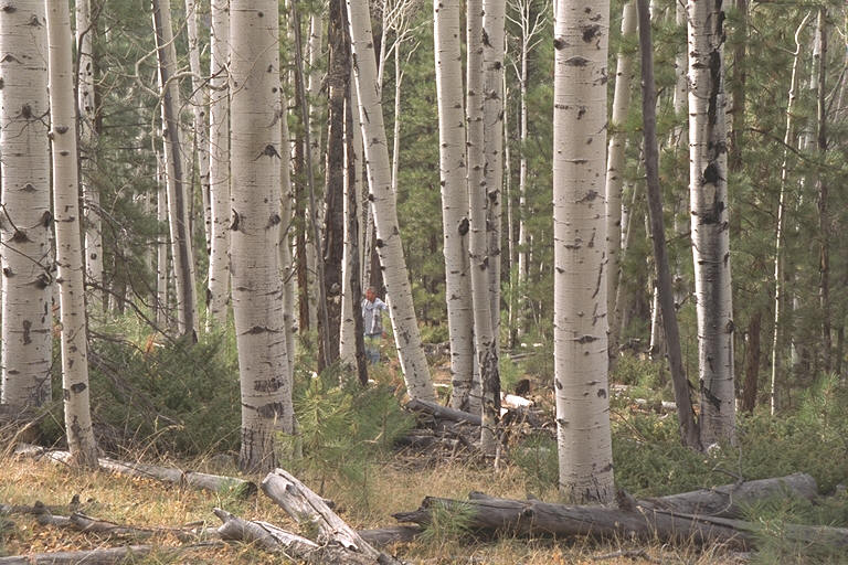 Aspen (84)