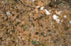 Calf Creek Leaves (85).jpg (220366 bytes)