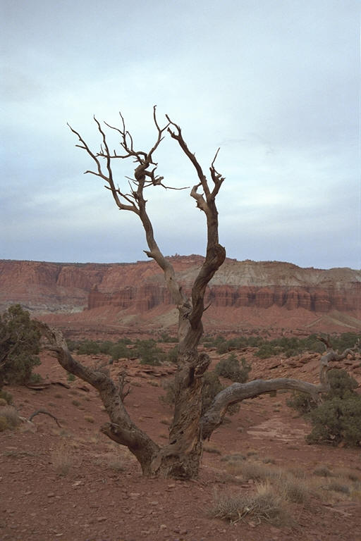 Dead Tree in Capitol Reef