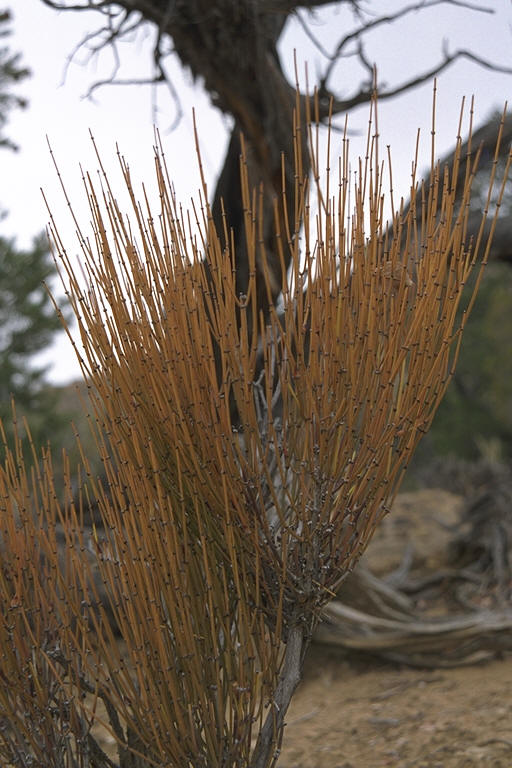 Spikey