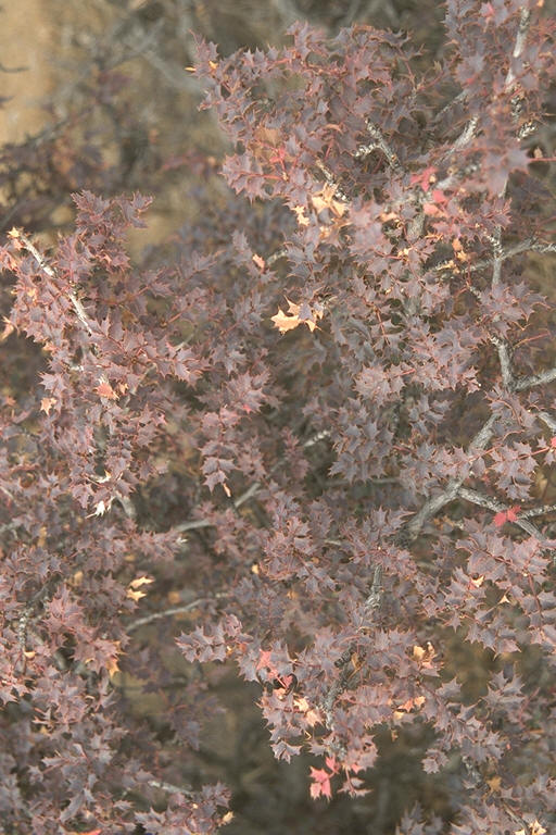 Red Leaves