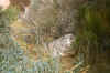 Pariah River Canyon Hike.jpg (311542 bytes)