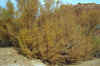 Purty Bush Near Slot Canyons.jpg (178656 bytes)