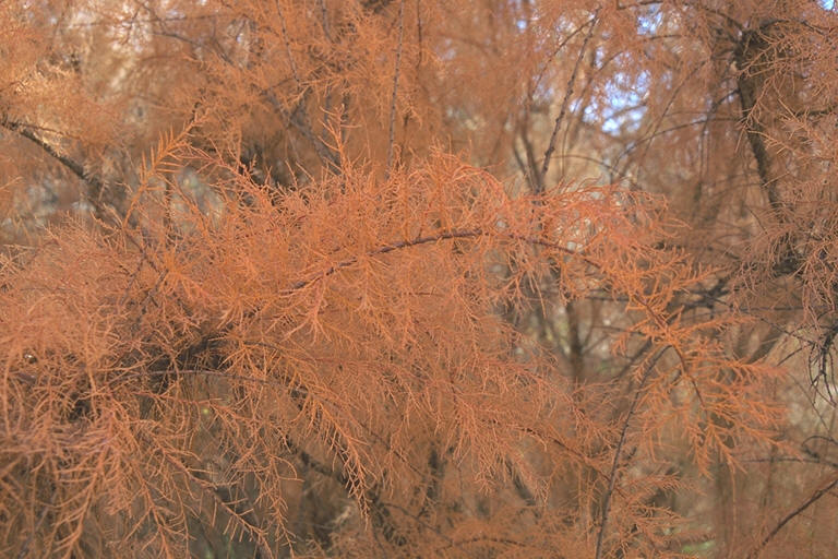 Tamarisk Tree