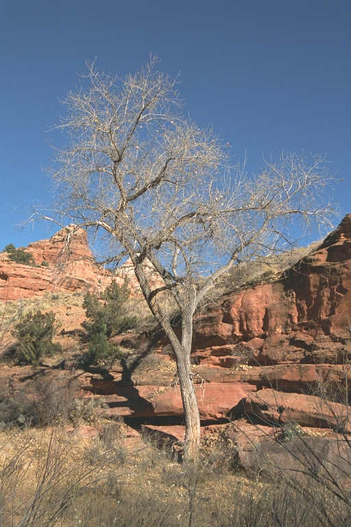 Tree in Meadow