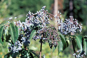 Purple berries