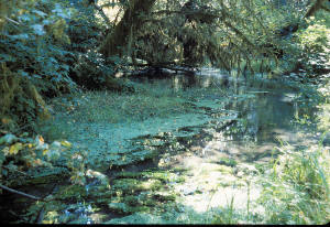 pretty little pond