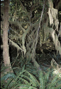 Mossy