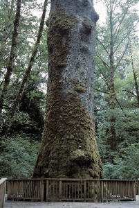 Largest Sitka Spruce