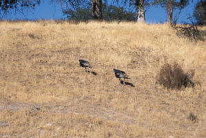 Wild turkeys!