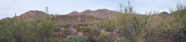Saguaro NP