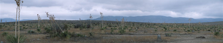 Yucca Forest