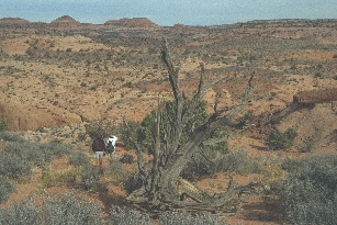 Nice Dead Tree